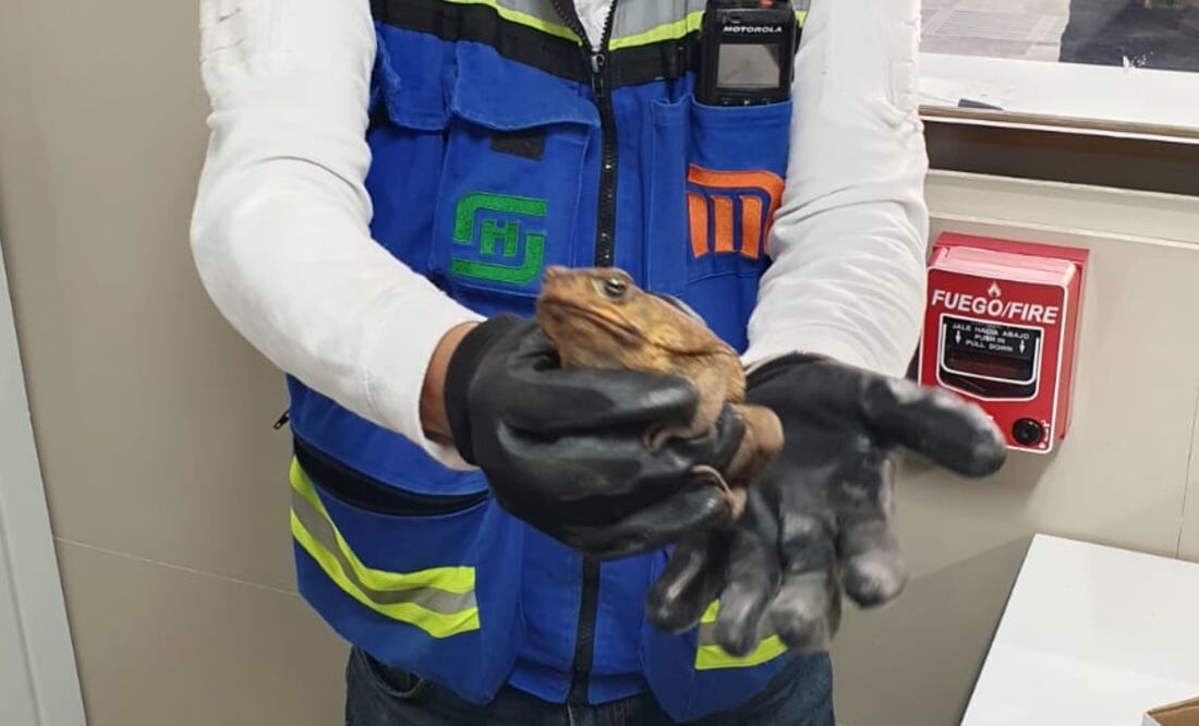 El sapo, de la familia de los bufonidos, será canalizado a la Brigada de Vigilancia Animal de la Secretaría de Seguridad Ciudadana. Foto: X MetroCDMX (@MetroCDMX)