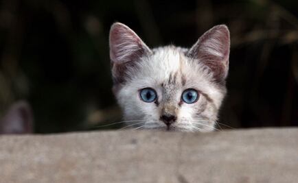 Pide un millón de comentarios en Facebook para que su mamá le deje adoptar gatitos… y lo logra