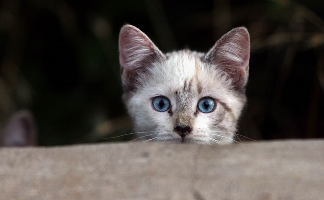 La adopción de animales salva vida - Foto: Casey Christie/AP Photo