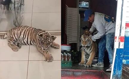 ¡Intrépidos! Puma en puesto de "miches", tigre en taquería y otros animales captados en las calles