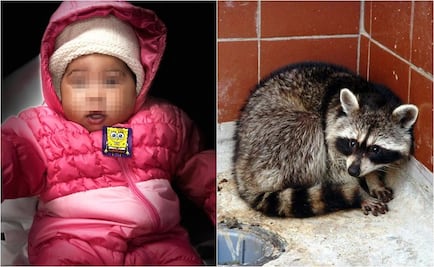 Mapache agresivo hiere de gravedad a bebé en Filadelfia