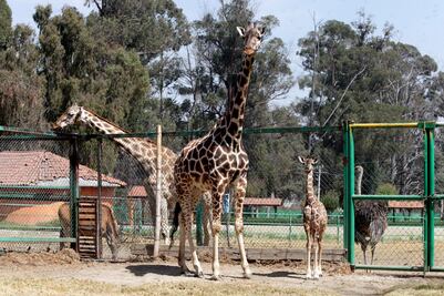 Fallece “Chicho”, jirafa que vivía en Yumká, en Tabasco