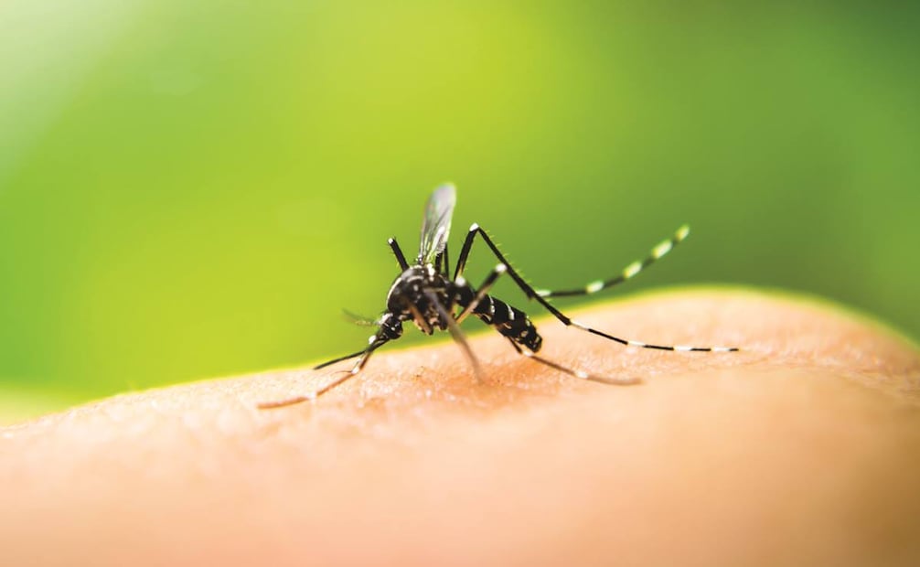 Malaria. Foto: Archivo / EL UNIVERSAL 