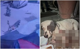 ¡Justicia para Vaquita!; Fiscalía de Jalisco detiene a implicados en maltrato animal a perrita embarazada