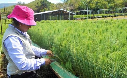 ​Meta nacional de reforestación, con 90% de avance: Conafor