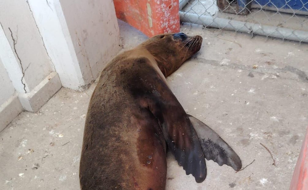 Marina y Profepa rescatan a lobo marino en Cabo San Lucas, Baja California Sur (07/02/2026). Foto: Especial
