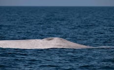 VIDEO: Captan a ballena azul con albinismo en BCS; representa un "hito sin precedentes" en México