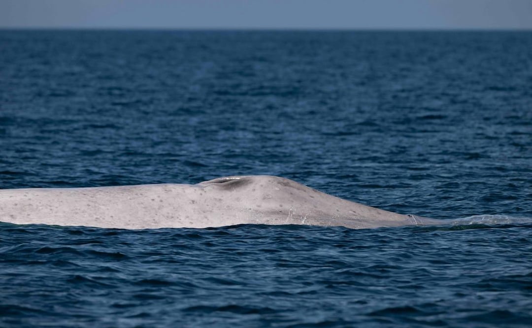 Captan ballena azul con albinismo en Baja California Sur (07/03/2026). Foto: X (@CONANP_mx)
