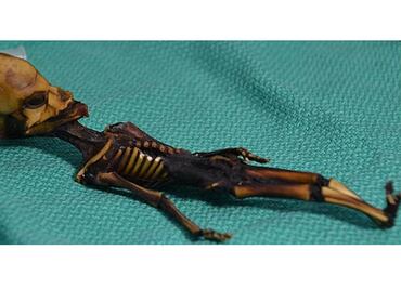 Resuelven el misterio del 'alien' de Atacama