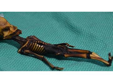 Resuelven el misterio del 'alien' de Atacama