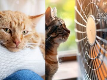 Esta es la manera de saber si tu gato tiene calor, según veterinaria
