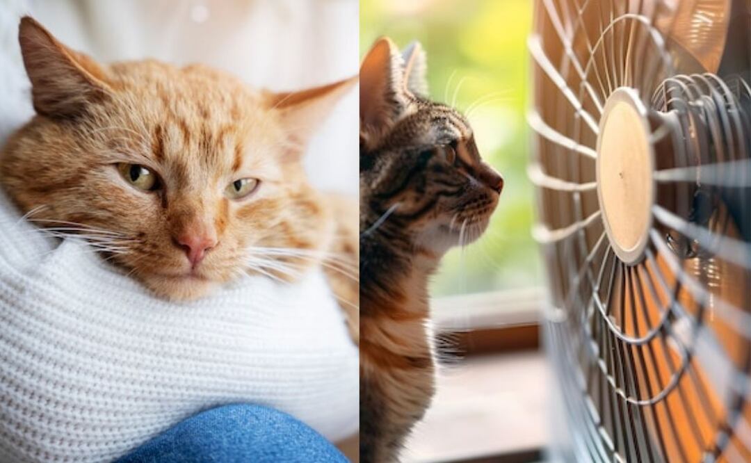 Consejos de cómo proteger a tu gato del calor. Fuente: Freepik.