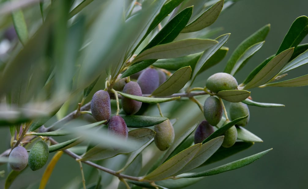 Los olivos son plantas acostumbradas a las condiciones áridas y extremas, como poca agua y tierra simple. Foto: Canva