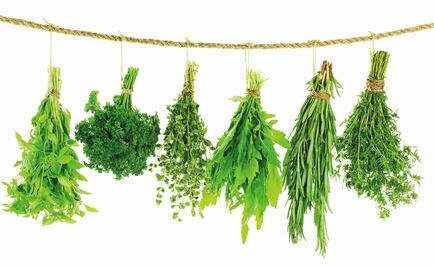 The 5 essential herbs in Mexican cuisine 
