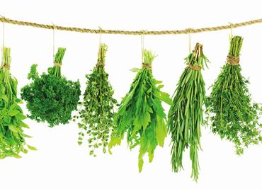 The 5 essential herbs in Mexican cuisine