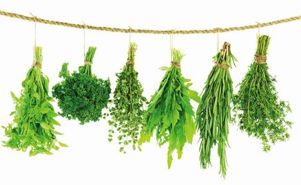 The 5 essential herbs in Mexican cuisine 