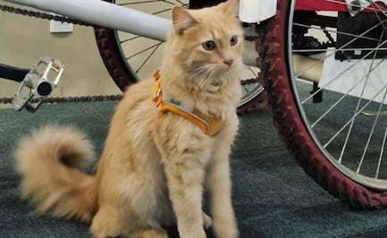 Conoce a “Timbre”, la gatita de la Casa de la Cultura Postal que enternece en TikTok