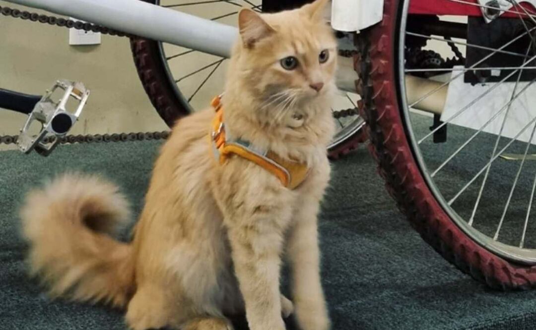 Timbre, es la nueva inquilina de la Casa de la Cultura Postal. / Foto: Facebook.