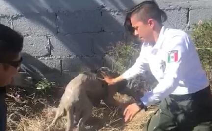 Policía Ambiental de Saltillo rescata a dos perros de ahogarse en pozo de lodo