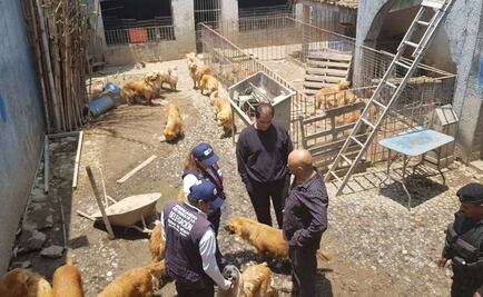 Clausuran criadero con más de 30 perros en Iztapalapa