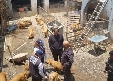 Clausuran criadero con más de 30 perros en Iztapalapa