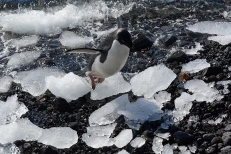 Líderes científicas arriban a tierra de los Adelia, los pingüinos migrantes