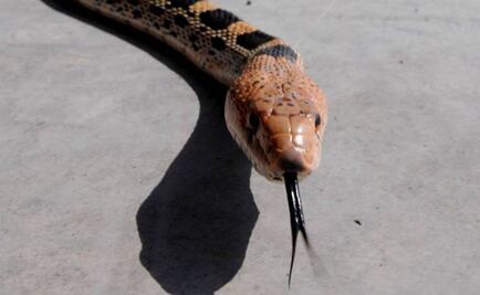 Antídoto previene destrucción de tejido por mordedura de víbora gariba