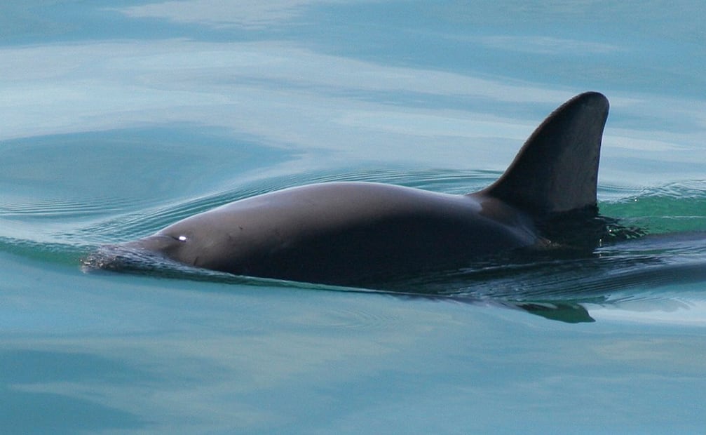 Vaquita marina. Foto: Archivo / AP