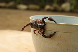 Plagas en temporada de calor; esto recomiendan expertos para alejar alacranes