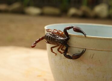 Conoce las exóticas paletas de alacrán