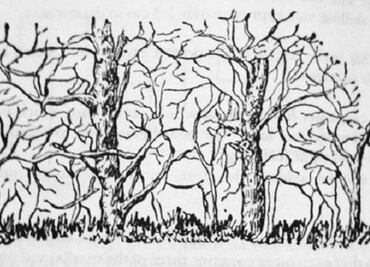 Reto visual: ¿Cuántos animales puedes ver en esta imagen?