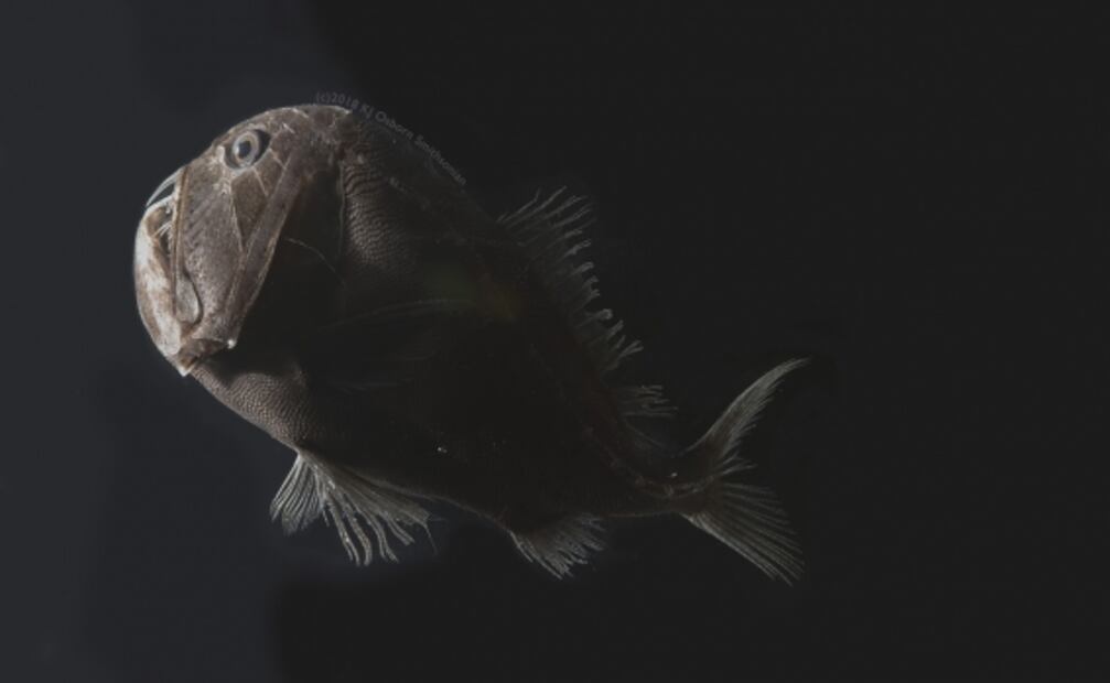 Un pez de las profundidades absorbe el 99.5% de la luz a través de su piel