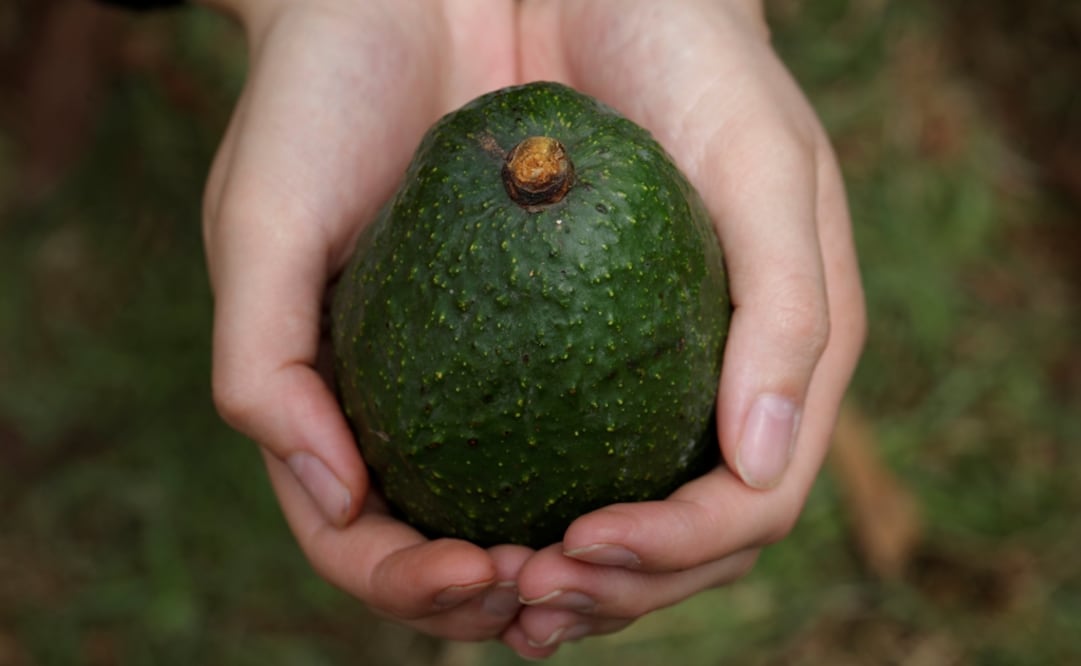 According to the FND, Mexico’s avocado sector planned to export around 120 thousand tons of avocado to the United States for this year’s Super Bowl - Photo: Alan Ortega/Reuters