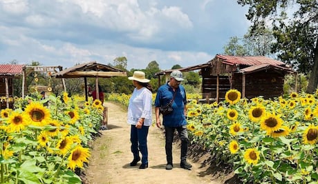 Cuándo es el Festival Entre Girasoles en Tlaxcala