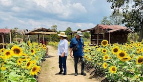 Cuándo es el Festival Entre Girasoles en Tlaxcala