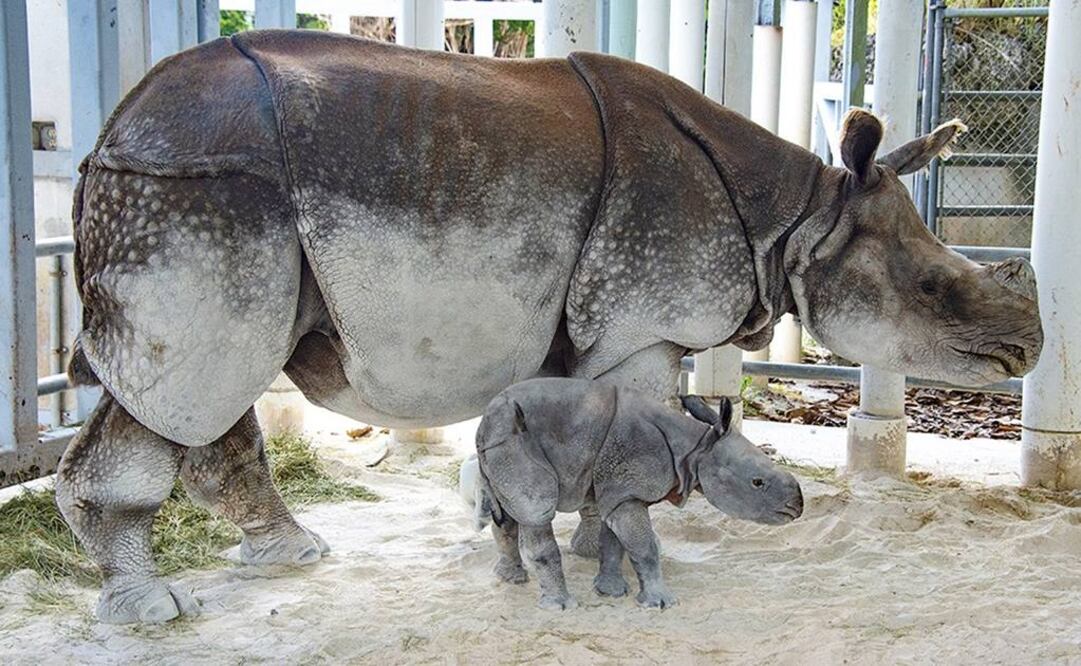 Fotografía cedida por el Zoológico de Miami donde aparece la rinoceronte hembra de siete años, Akuti, junto a su recién nacido (Foto: EFE)