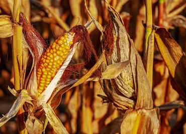 La milpa, clave para una alimentación sana en México