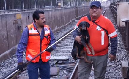 Rescatan a perro en vías del Metro de la Línea A