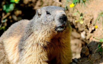 Rusia insta a no comer marmotas para evitar peste bubónica
