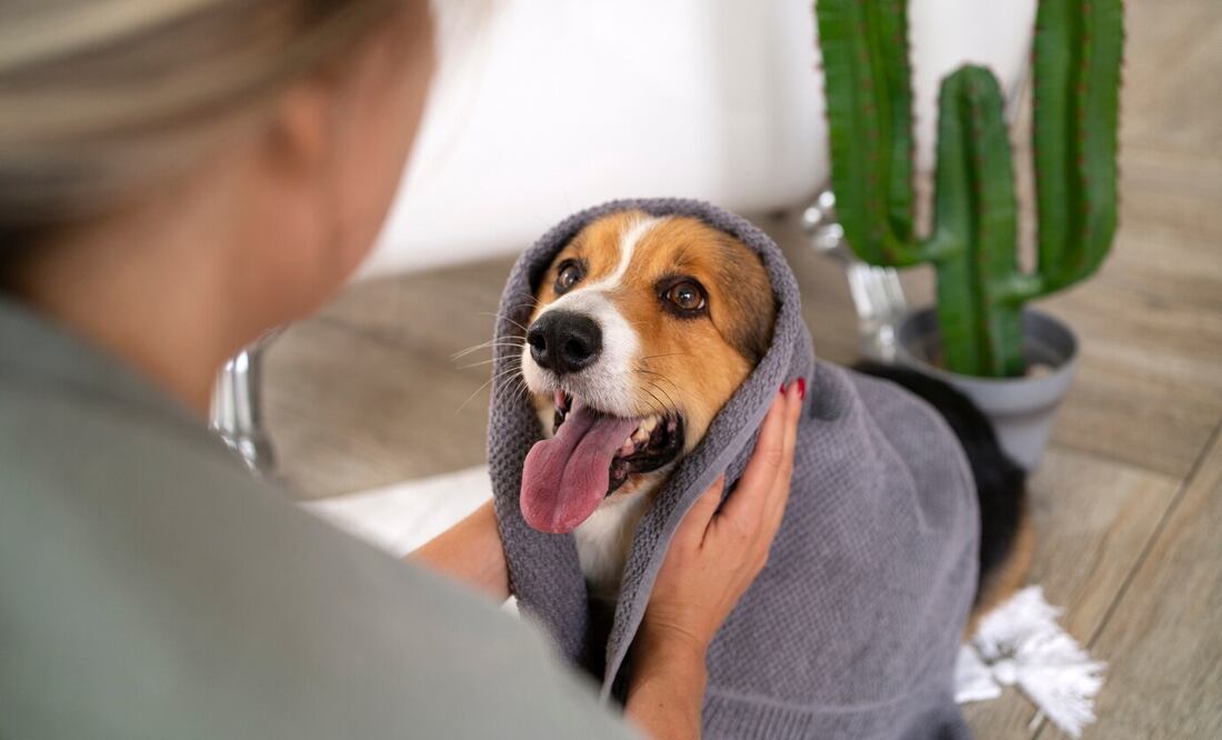 Quita los pelos de perro con papel aluminio. Foto: Freepik