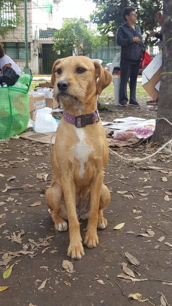 Perro localizado en el multifamiliar de Tlalpan. Foto: Mascotas Sismo