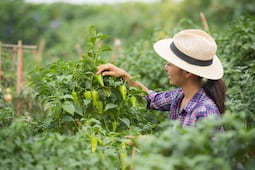 Frenar planta de fertilizantes en Topolobampo enviaría una mala señal a inversionistas, advierte Adecem; pide garantizar el Estado de derecho