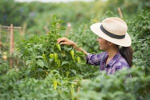 Frenar planta de fertilizantes en Topolobampo enviaría una mala señal a inversionistas, advierte Adecem; pide garantizar el Estado de derecho