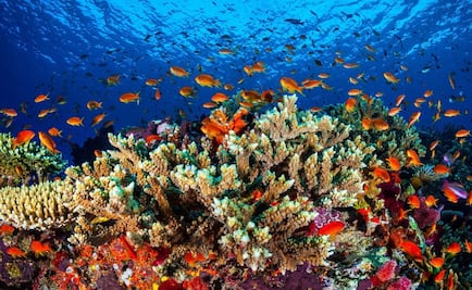 Mexican scientist create robot to protect coral reefs