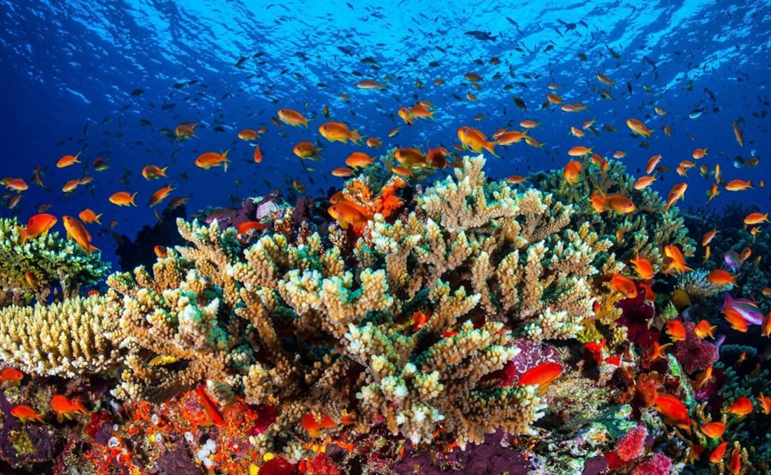 oral reefs are essential for underwater life - Photo: James Cook/UNIVERSITY OF AUSTRALIA AND NEW ZEALAND