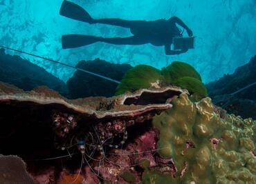 Diez películas para celebrar el Día Mundial de los Océanos