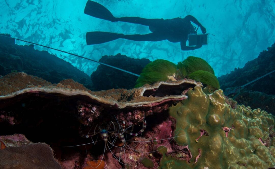 Foto: AFP / Rick Stuart-Smith / University of Technology Sydney
