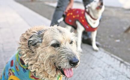 ​Alerta en EU por golosinas para perros que podrían matarlos