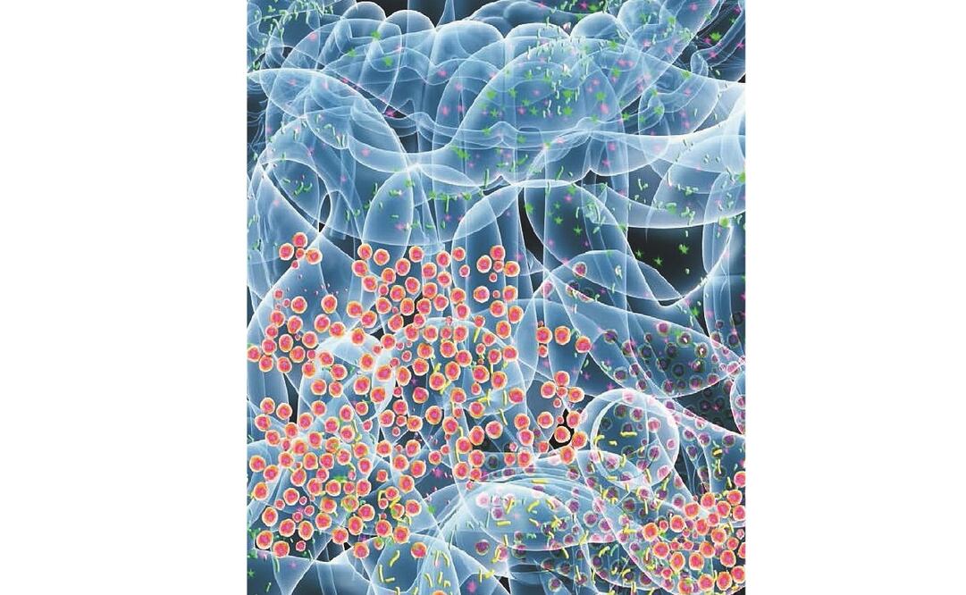 Millones de bacterias en el intestino (ESPECIAL)