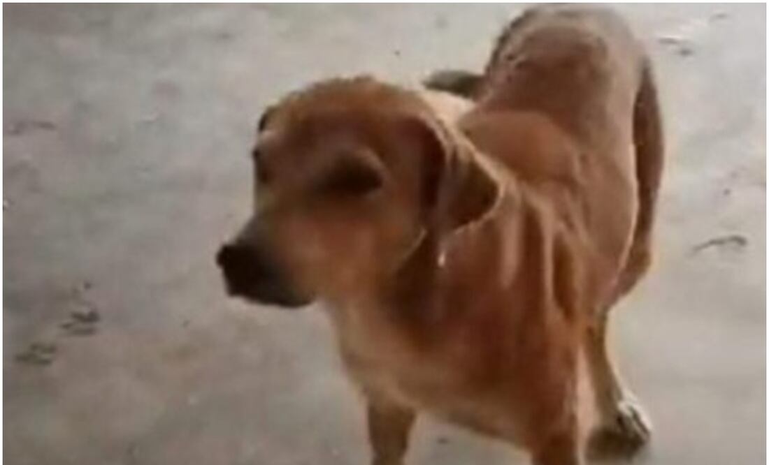 La perrita callejera de Tzucacab, Yucatán fue atacada con un machete, lo que le provocó graves heridas y finalmente veterinarios tuvieron que aplicarle eutanasia (19/09/2024). Foto: Especial